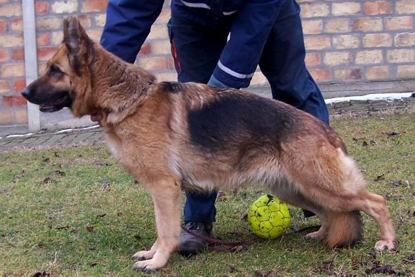 Anchie vom haus milesevac