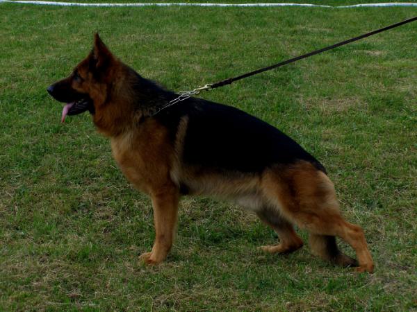 Canses vom Suentelstein