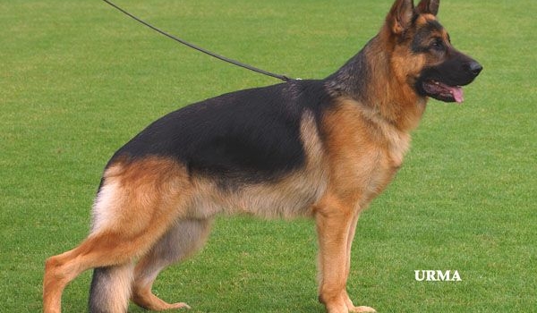 Sergio vom Steckenborn