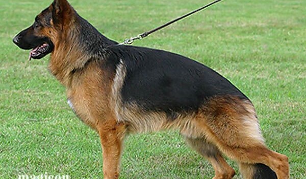 Hannibal vom Stieglerhof