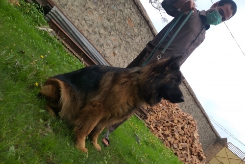 Tasza Owczarek z Miedzygorza