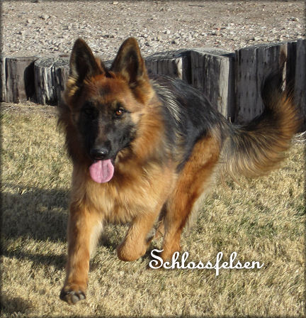 Brazil vom Schlossfelsen