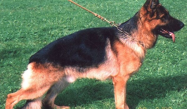 Fedor vom Steinway-Park