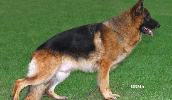 Saber vom Steffen Haus