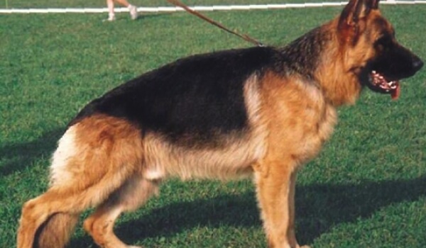 Brass Aranyvolgyi-Orseg