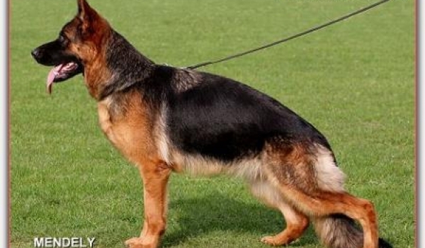 Bella vom Kuckucksland