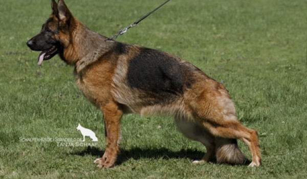 Chayenne vom Karthäuser Löwentor