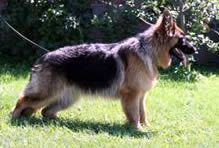 Carra vom Fichtenschlag