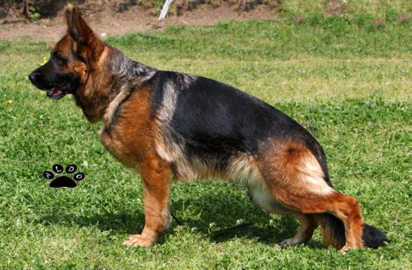 Ornella vom Haus Christa