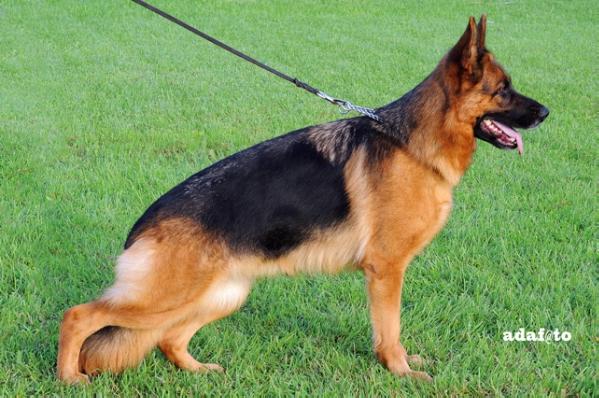 Fendi von Agilolfinger 