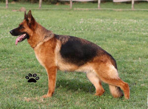 Ronja vom Wittelsbacher Schloß