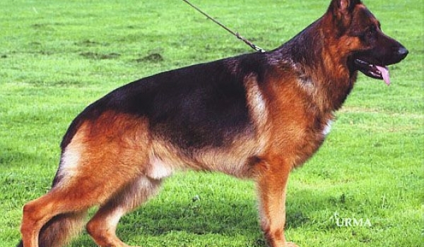 Don I di Casa Nobili