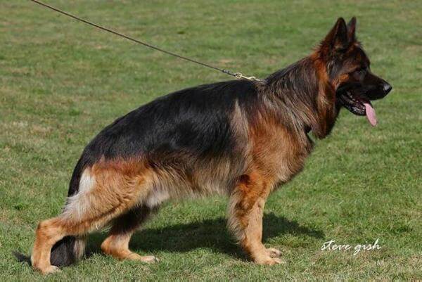 Orbit von Pallas Athene