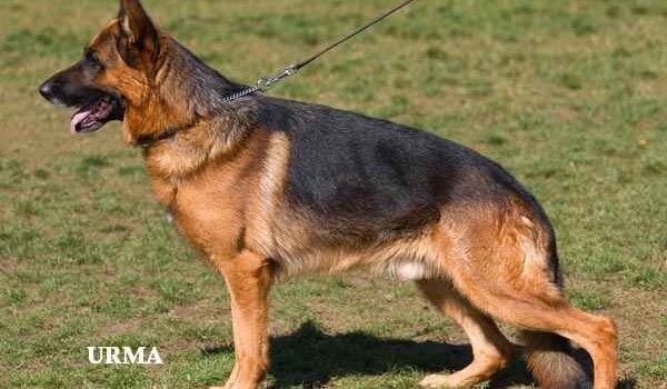 Yordi vom Trompetersprung