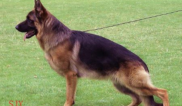 Yerom vom Haus Salihin