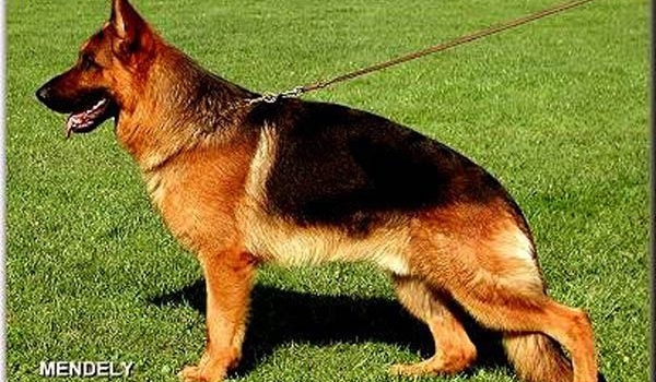 Dux de Cuatro Flores