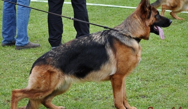 Yvonne vom Kapellenberg