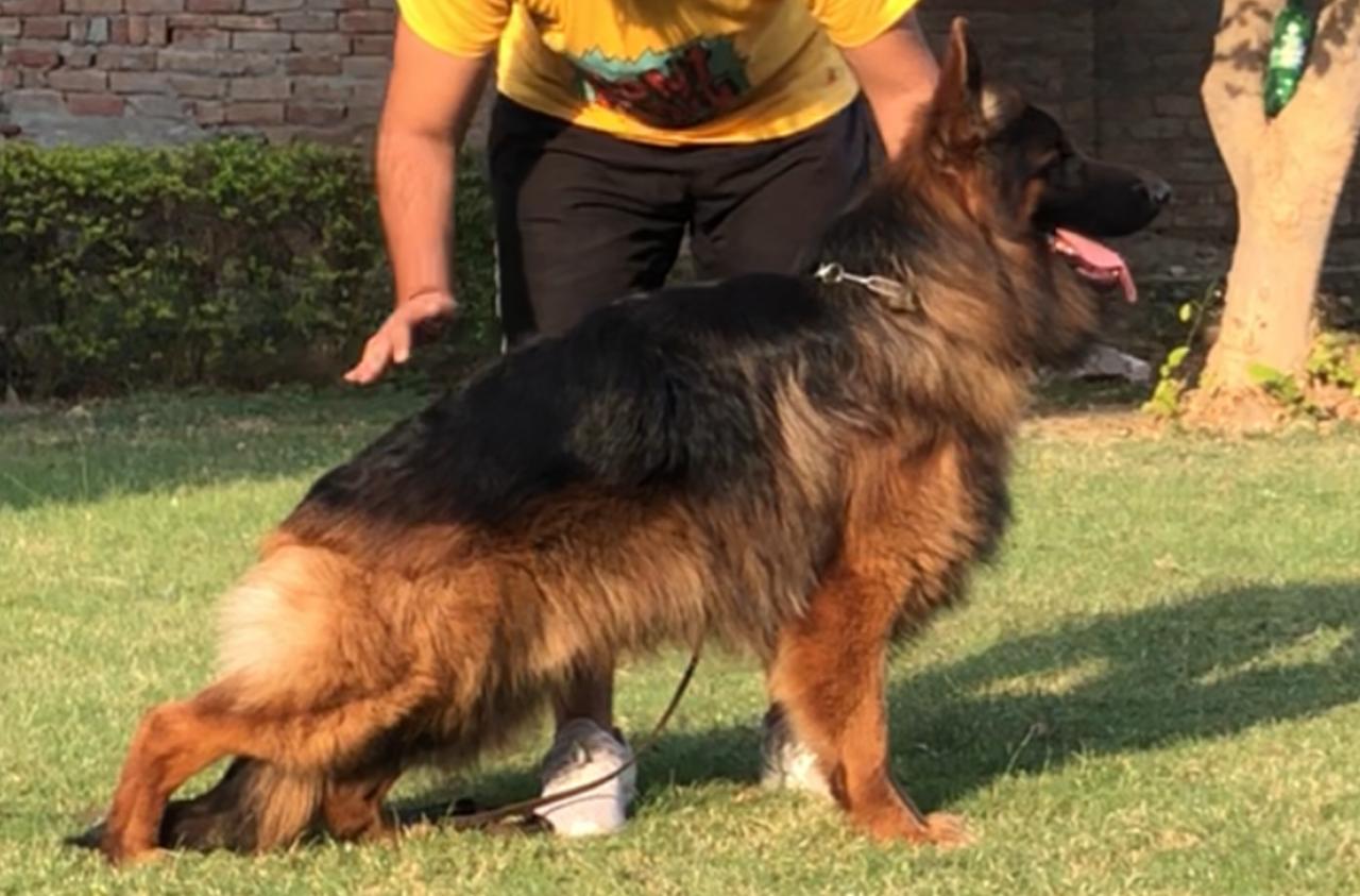 Argos von Csernyik Dog Sport