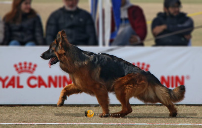 Avatar vom Godwinn Austen