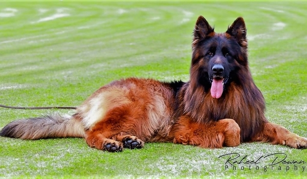 Armani Sfora z Zakrzewa