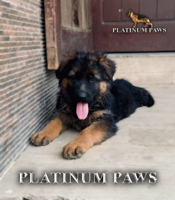 Atlas Vom Platinum Paws