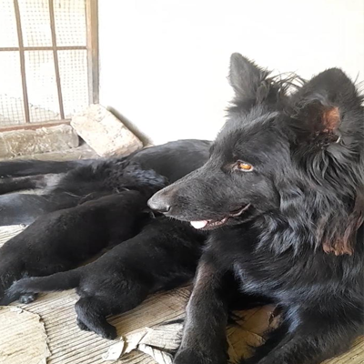 Hazel Vom Royal Black Shepherd