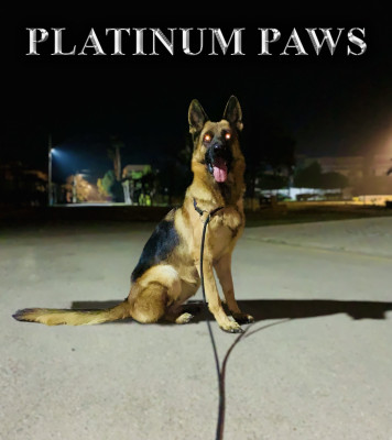 Phoenix vom Zeus Wolf