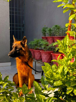 Trophy vom Pringleshire