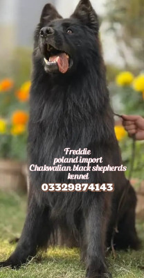 Zygfryd Verona House