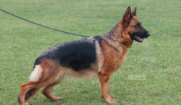 Romina Crveni Mayestoso