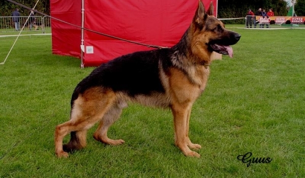 Dux vom Haus Kalbach