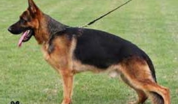 Jason del Colle Verde