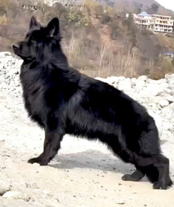 MUHAMMAD IMRAN ABBASI