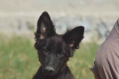 Xandra vom Zeus Wolf