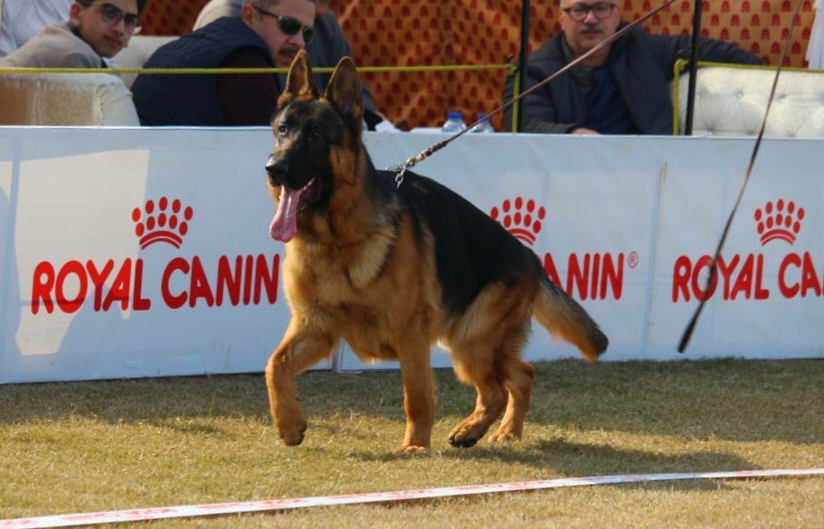 Colardo vom Lions Berg