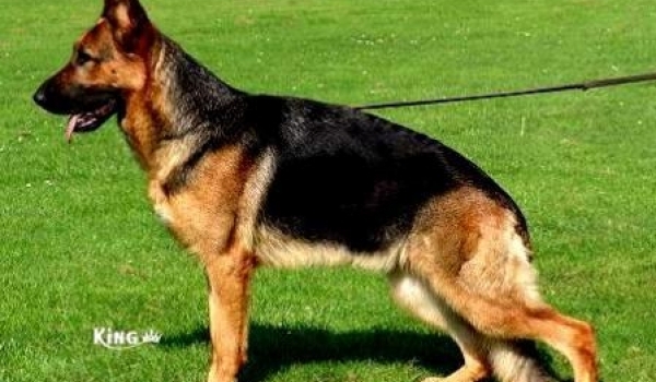 Greta von der Freiheit Westerholt