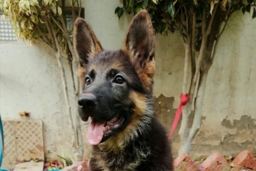 Buffy vom House Targaryen