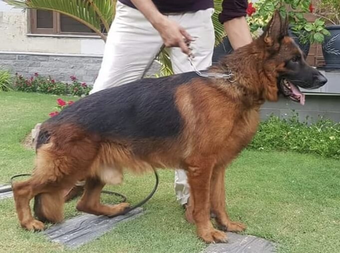 Ux vom Haus Milesevac