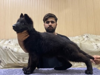 Bella vom Royal Blood Kennel