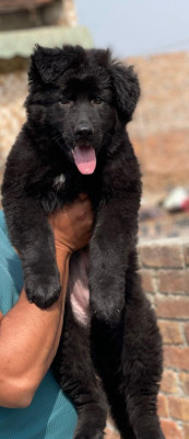 Calvados Vom Noire Paws Kennel